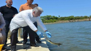 Karadenize kalkan ve mersin balığı bıraktılar
