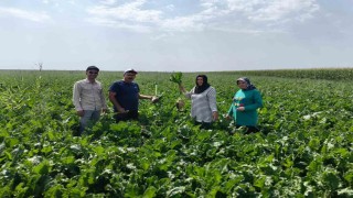 Karapınar Ovasında baharlık ürünlerin gelişimi incelendi