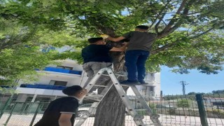 Karapınarda esnafın kedi seferberliği