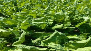 Karapınarda şeker pancarında yaprak kıvırcıklığı tespit edildi