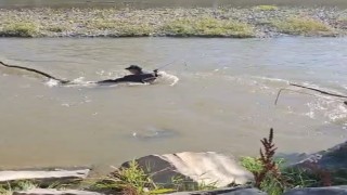 Karasu nehrine kapılan yolcuyu arama çalışmalarına devam ediliyor