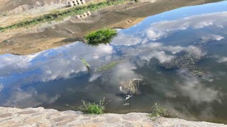 Karasuda balık ölümleri korku saçıyor