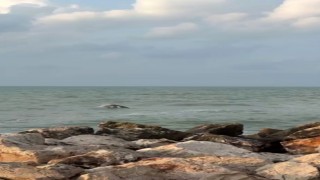 Karataşta yunuslar görüntülendi