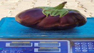 Karpuz gibi patlıcan