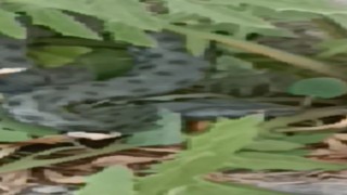 Karsta caddede görülen yeşil yılan korkuttu