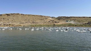 Karsta kazlar kış sofraları için besiye alındı