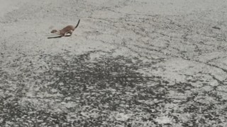 Karsta koruma altındaki gelincik caddede görüntülendi