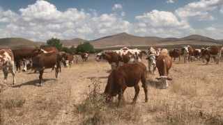 Karsta şap hastalığı geçti, hayvanlar yeniden meralara döndü