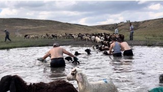 Karsta sıcakla mücadele: Sıcaktan etkilenen koyunları derede serinlettiler