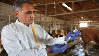 Karsta Tarım Orman Müdürü Aydın kolları sıvadı, büyükbaş hayvanları aşıladı