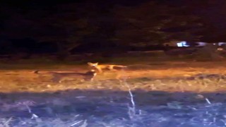 Karsta tilki ile kedilerin oyunu kameraya yansıdı