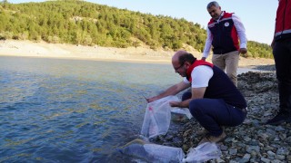 Kastamonuda baraj ve göletlere 656 bin yavru sazan balığı salındı
