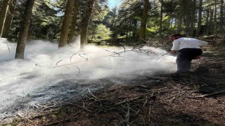 Kastamonuda çıkan orman yangını büyümeden söndürüldü