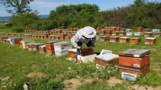 Kastamonuda kestane balında üretim sezonu sona erdi: Rekolte her yıl azalıyor