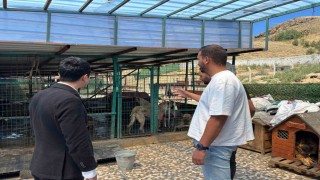 Kaymakam Tutal, Hayvan Barınağında incelemelerde bulundu