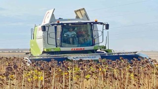 Kaymakam, üreticiyle ayçiçeği hasat etti
