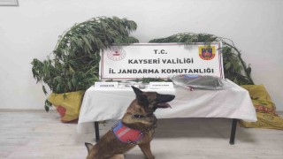 Kayseride 7 kök kenevir ele geçirildi: 1 gözaltı