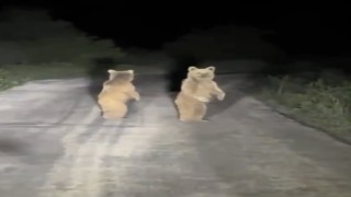 Kazdağlarında otomobil gören yavru ayılar böyle kaçtılar