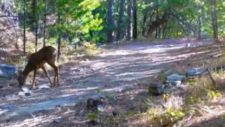 Kazdağlarının sessiz ve zarif efendisi