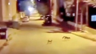 Kedi tarafından saldırıya uğrayan tilki çareyi kaçmakla buldu