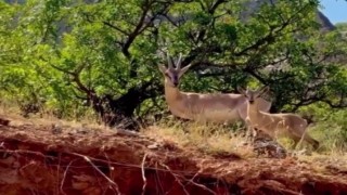 Kemaliyede anne ve yavru dağ keçisi görüntülendi