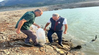 Kemer Barajına 600 bin adet sazan yavrusu bırakıldı