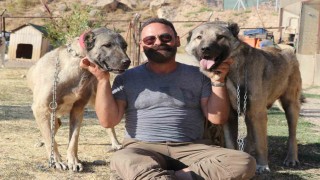 Kendi gen jenerasyonu ile çiftleşmeyen Anadolunun Aslanı Kangallar, neslinin saflığını titizlikle koruyor