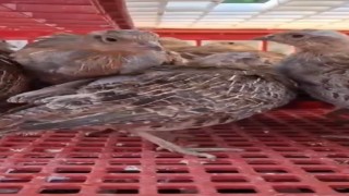 Kene ile mücadele için doğaya 200 çil keklik salındı