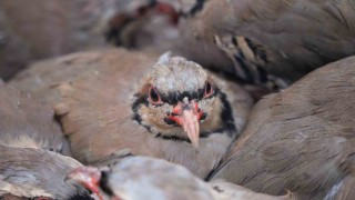 Kenelere karşı mücadele sürüyor: 1 milyona yakın keklik doğaya salındı