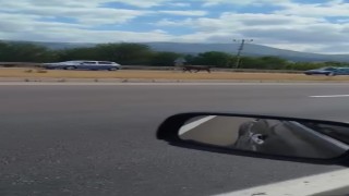 Kesime götürülürken kaçan boğa trafiğe çıktı