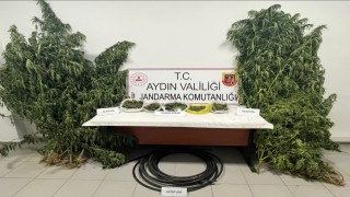 Kestane bahçesinde kenevir yetiştiren şüpheli yakalandı