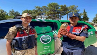 Kiliste yaralı peçeli baykuş koruma altına alındı