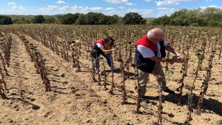 Kırklarelinde ayçiçeği verim tespit çalışmaları
