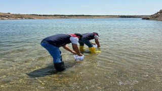 Kırklarelindeki göletlere 1 milyon 844 bin sazan yavrusu bırakıldı