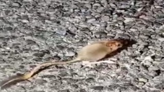 Kırmızı listede yer alıyor, Tuncelide görüntülendi