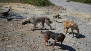 Kırsalda başıboş köpekler korku salıyor: Vatandaşlar tedirgin
