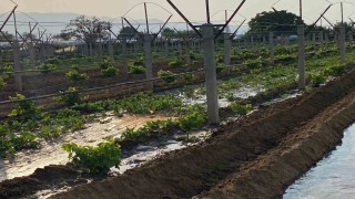 Kışlık sebzeler toprakla buluşmaya başladı