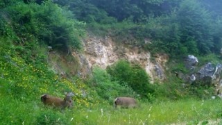 Kızıl geyikleri fotokapan görüntüledi