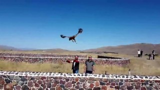 Kızıl Şahin doğal yaşamına bırakıldı