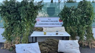 Kocaelide 12 kilo esrar ve 583 kök kenevir ele geçirildi