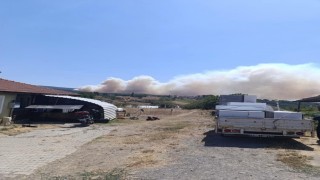 Kocaelide orman yangını başladı