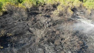 Kocaelideki orman yangını 1 saatlik müdahaleyle kontrol altına alındı