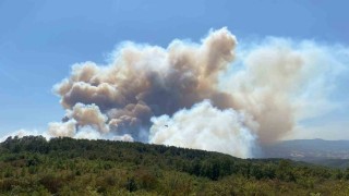 Kocaelideki orman yangınına havadan ve karadan müdahale ediliyor