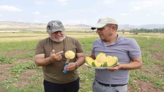 Kokusu, lezzeti, rengiyle farklı bağrıbütün hasadı başladı