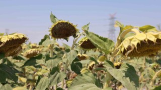 Konya Ovasında ayçiçeğinde yağ kalitesi üst seviyede, yağda sorun görünmüyor
