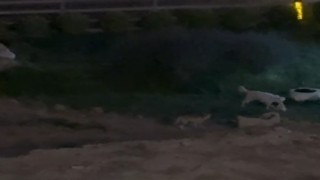 Köpekle tilkinin oyunu görenleri güldürdü