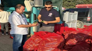 Kornişon salatalık hasadı devam ediyor