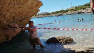 Koruma altına alınan Akdeniz foku, kontrollerinin ardından sahile bırakıldı