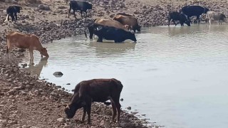Köylüye ve doğaya hayat veren göletler kuruyor