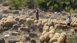 Koyun sürüsüne kurt ve ayı saldırdı, 20 kuzu telef oldu